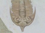 Huntonia Lingulifer (Rare Species) - Oklahoma #66206-3